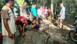 Homem e morto apos ser engolido por piton de 8 metros na Indonesia