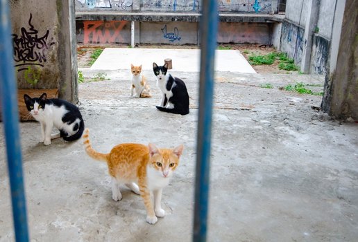 Mais de 700 gatos abandonados vivem na UFPB aponta instituição