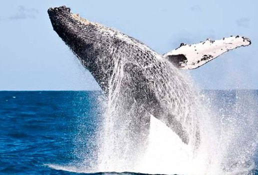 Mergulhador é surpreendido por baleia Jubarte enquanto pescava