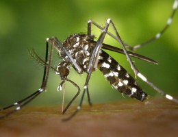 O Aedes aegypti é o vetor de doenças como dengue, zika e chikungunya