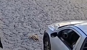 Homem atropela cachorro