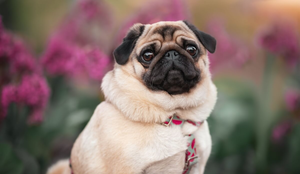 Cachorros braquicefálicos precisam de cuidados específicos no dia a dia (Imagem: Julija Kumpinovica | Shutterstock)