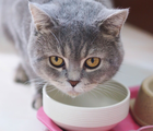 É importante ficar atento às causas do vômito dos gatos (Imagem: sxrx_mas | Shutterstock)