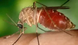 Mosquito maruim