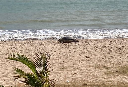 Tartaruga foi achada morta em Manaíra