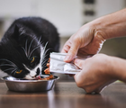 Os sachês são uma alternativa nutritiva, prática e altamente palatável para complementar ou até substituir a ração seca dos gatos (Imagem: Jaromir Chalabala | Shutterstock)