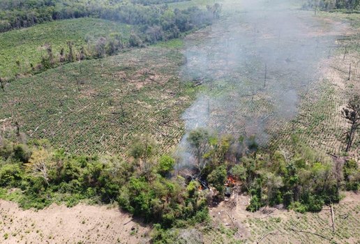 Plantacao destruida ficco