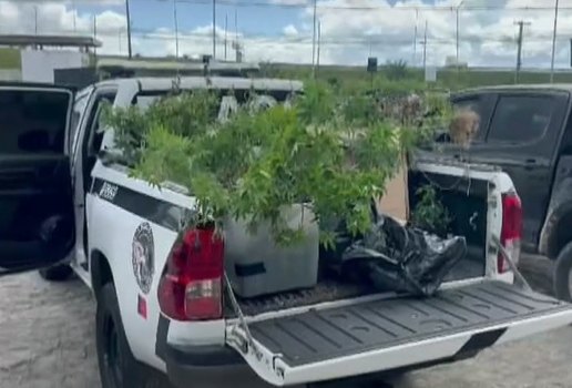 Laboratoriio maconha carapibus