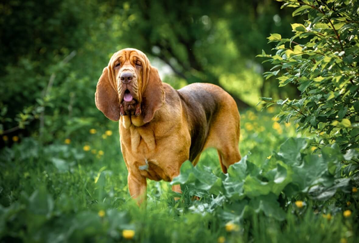 Os cachorros da raça bloodhound foram inicialmente utilizados na caça de grandes animais em florestas densas (Imagem: Glikiri | Shutterstock)