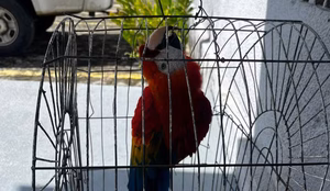 Arara vermelha roubada da bica