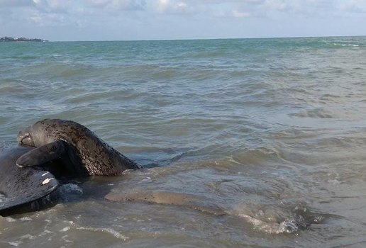 Pessoas flagram acasalamento de peixes-bois em JP