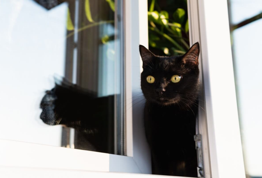 Manter o gato dentro de casa preserva a sua saúde e bem-estar (Imagem: leonov.o | Shutterstock)