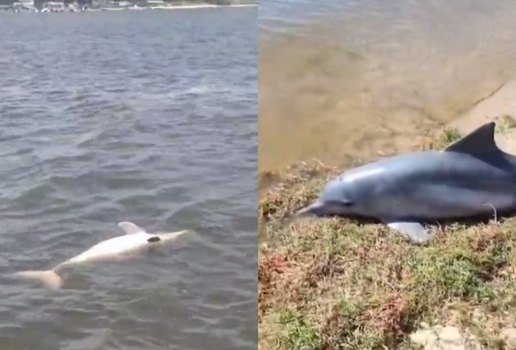 Golfinho encontrado morto praia jacare