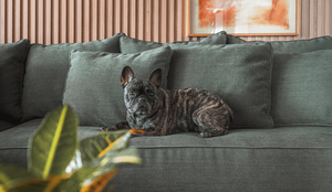 Alguns tipos de tecidos são ideais para casas com animais (Projeto: Dantas & Passos Arquitetura | Imagem: Henrique Ribeiro)