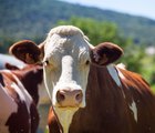 Rebanho de vacas produzindo leite para queijo gruyere na franca na primavera