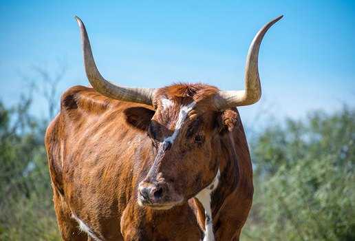 Dia dos cornos: data é celebrada pelo 'Rei dos cornos', na Paraíba