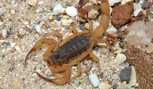 Veja quais os principais sintomas de quando se é picado por escorpiões