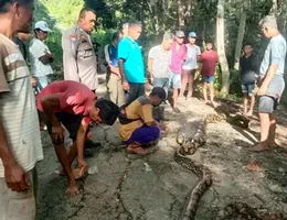 Homem e morto apos ser engolido por piton de 8 metros na Indonesia