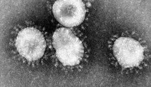 Nova linhagem do vírus H10N3