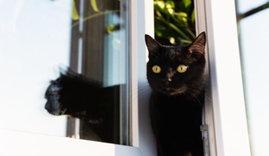Manter o gato dentro de casa preserva a sua saúde e bem-estar (Imagem: leonov.o | Shutterstock)