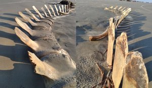 esqueleto de baleia é encontrado em São Paulo
