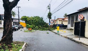 Treze árvores caem após fortes chuvas em João Pessoa