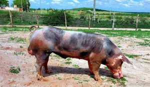 Homem é internado com lesões graves após ser atacado por porco na PB