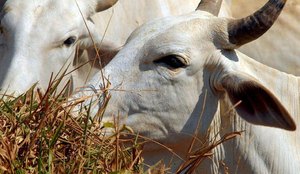 Os últimos casos de vaca louca registrados no Brasil ocorreram em 2021.