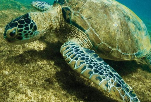 Tartaruga comum na orla da PB deixa lista de espécies ameaçadas de extinção