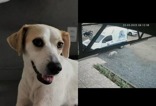 Cadelinha perdida anda mais de 13 km até achar Pet Shop onde foi adotada em JP