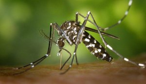 O Aedes aegypti é o vetor de doenças como dengue, zika e chikungunya