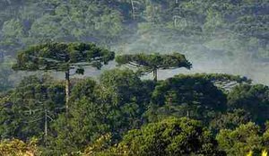 D fr0060 floresta com araucaria turvo pr zig koch brasil