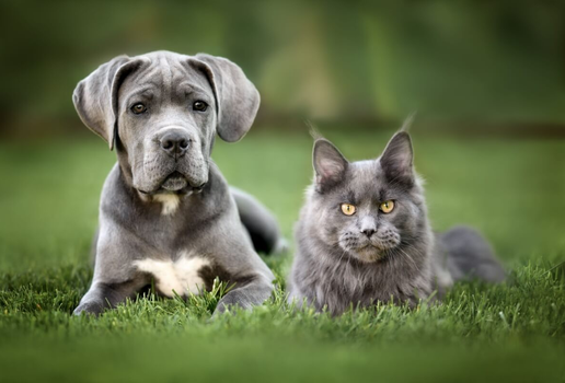 Algumas raças de gatos são naturalmente mais sociáveis e tolerantes a cachorros (Imagem: otsphoto | Shutterstock)