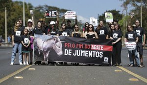 Manifestantes da Frente Nacional de Defesa dos Jumentos em Brasília