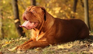 O dogue de bordeaux tem uma história marcada por coragem, lealdade e resistência (Imagem: Liliya Kulianionak | Shutterstock)