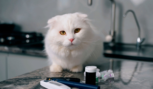 O diabetes também pode afetar os animais de estimação (Imagem: VSh PRODUCTION | Shutterstock)