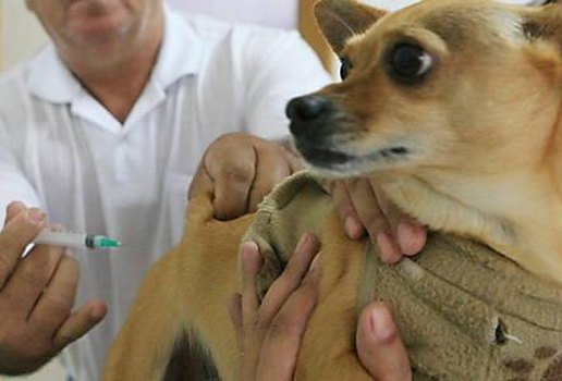 Campanha de vacinacao contra raiva animal