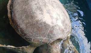 Tartaruga marinha resgatada