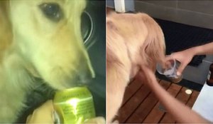 Cerveja cadela