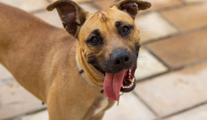 O vira-lata caramelo se tornou um verdadeiro ícone da cultura brasileira (Imagem: Higor Miranda | Shutterstock)