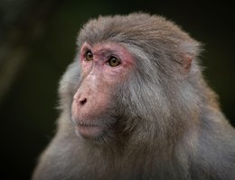 Portrait monkey