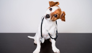Cuidados simples com os pets ajudam a prevenir doenças (Imagem: eva_blanco | Shutterstock)