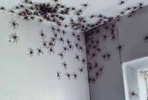 Aranhas australia