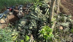Abacaxi raro mamanguape