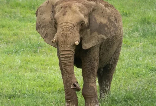 Turistas idosas morrem apos ataque de elefante durante safari na Africa