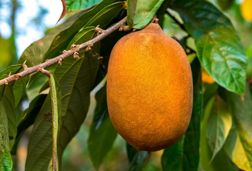 O cupuaçu é uma potente fonte de nutrientes essenciais para a saúde (Imagem: Alexandre Laprise | Shutterstock)