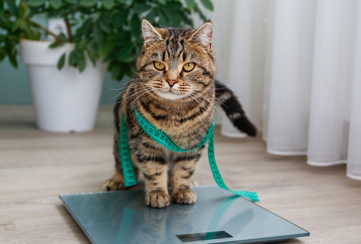 A obesidade é prejudicial para a saúde de cães e gatos (Imagem: Victoria 1 | Shutterstock)