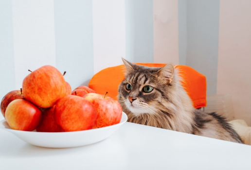 Frutas como maçã devem ser oferecidas em pequena quantidade e sem sementes (Imagem: Sergio Photone | Shutterstock)