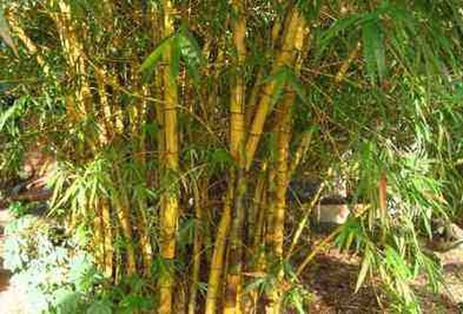 Bambu ufpb