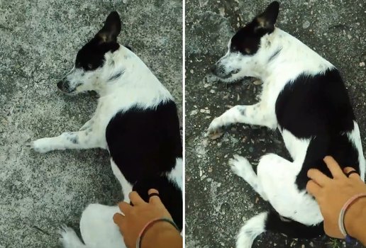Cachorro segue jovem para pedir carinho na rua e video viraliza